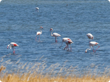 Custom private tour across Lesvos